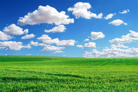 A large meadow in the background is the sky. nature background image ...