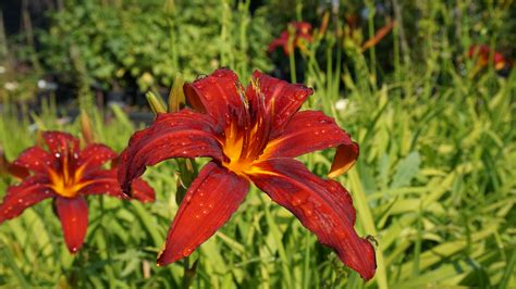 Taglilie Autumn Red Hemerocallis Winterhart Staude 1 Wurzelstück Online ...