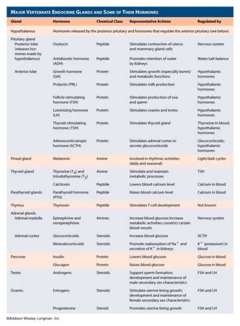 glandshormones.JPG (587×800) | Endocrine system hormones, Endocrine hormones, Endocrine system