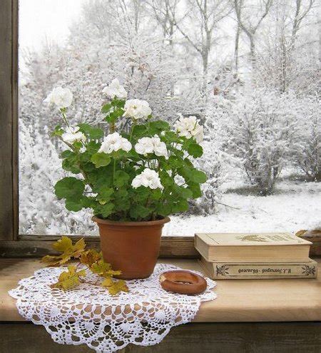 Indoor Winter Gardening