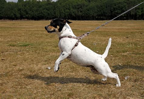 Pulling On Leash — Your Dog's Friend