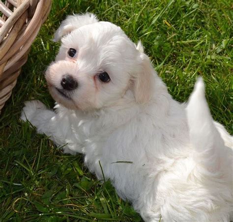 Maltese puppies Adoption | Ohio IL