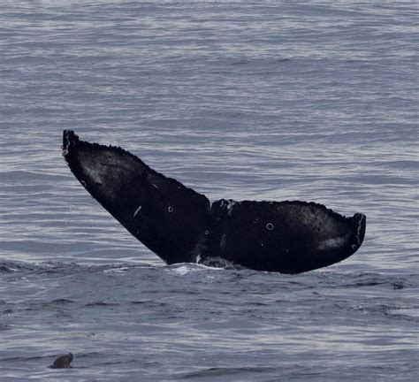 Five unique Humpback Whale flukes | Santa Cruz Whale Watching | By Stagnaro Charters