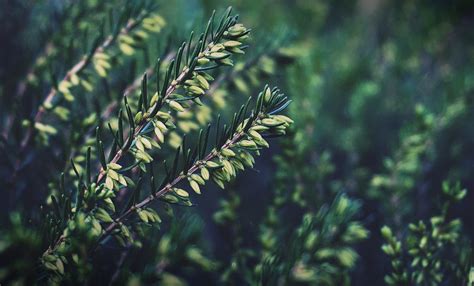 Free stock photo of dark green plants, foliage, garden