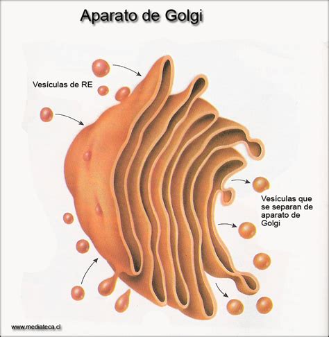 BIOLOGÍA Y GEOLOGIA: Tema 7 parte 4