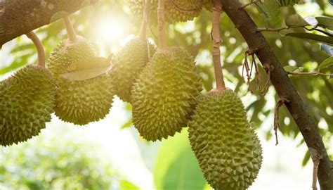 Durian Tree: What You Need To Know Before Growing Your Own - Rennie ...