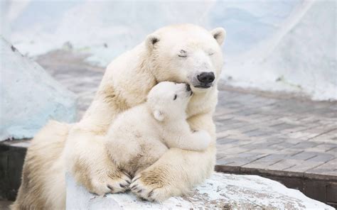 Cute Polar Bear Love: 4K Ultra HD Wallpaper