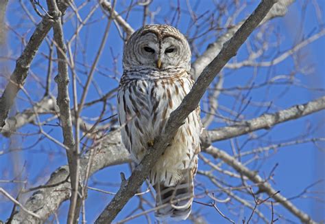 Owls In Texas: 17 Species That You Must-See In This State