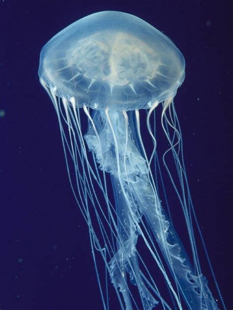 Sandy surge may affect jellyfish on N.J. beaches