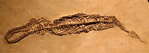 Louisville Fossils and Beyond: Mesosaurus brasiliensis Aquatic Reptile Fossil