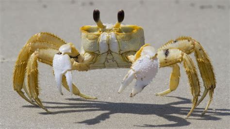 Ghost Crab Background, Top Ghost Crab, #32678