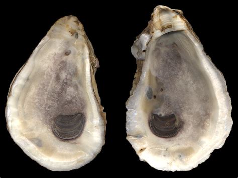 Crassostrea virginica (Gmelin, 1791) Eastern Oyster