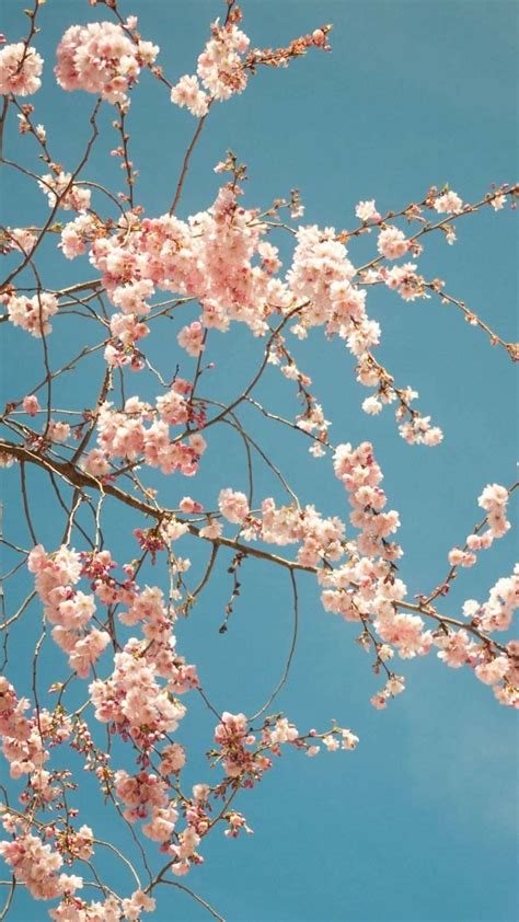 Download Aesthetic Cherry Blossom Is Charming Wallpaper | Wallpapers.com