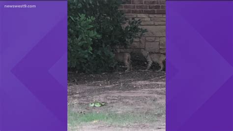 Mama bobcat and cubs spotted in Midland | newswest9.com