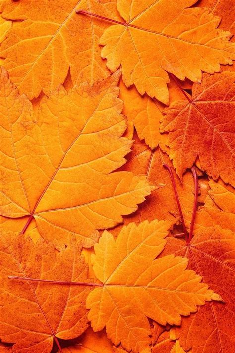 secretsoftheseasons | Orange aesthetic, Orange wallpaper, Orange leaf