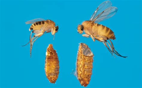 Tracing the roots of a phorid fly invasion | Pest Management Professional