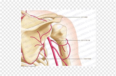 Shoulder Thumb Posterior humeral circumflex artery Coronal plane, arm ...