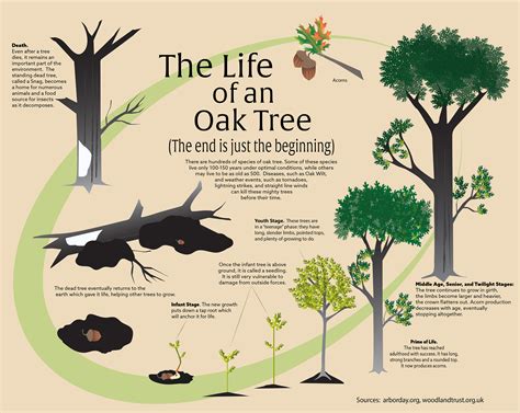 The Life of an Oak Tree Infographic :: Behance