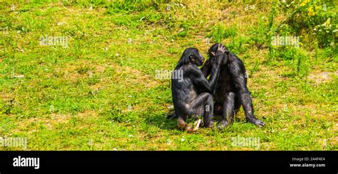 bonobo couple grooming, human apes, pygmy chimpanzees, Social primate ...