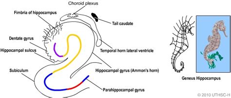 Limbic System: Hippocampus (Section 4, Chapter 5) Neuroscience Online: An Electronic Textbook ...