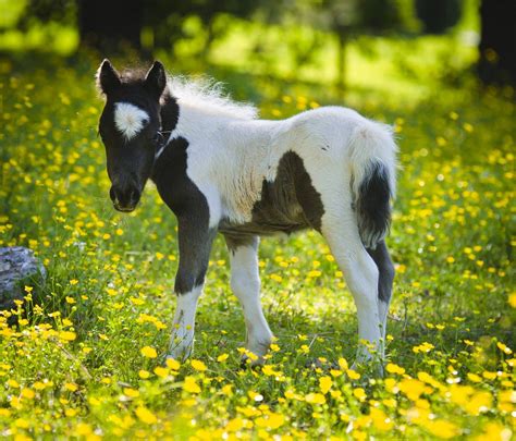 Download Black And White Miniature Foal On Buttercup Pasture Wallpaper | Wallpapers.com