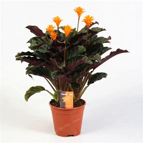 50 PCS Rare Calathea Flower Seeds Air Freshening Plants Beautiful Flowers - Seeds