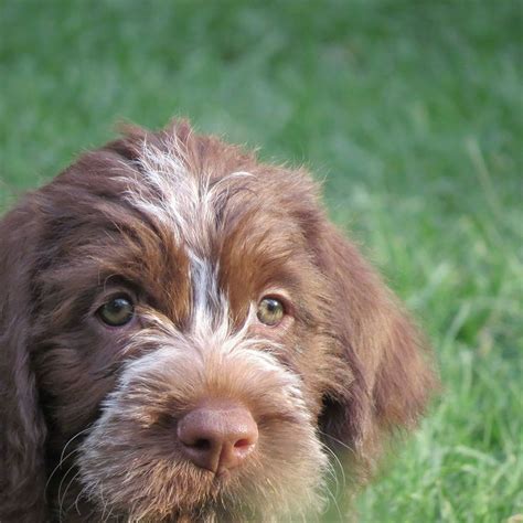 Wirehaired Pointing Griffon Puppies For Sale Texas - Puppies Pict