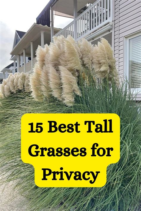 best tall grasses for privacy Privacy Landscaping, Rock Garden ...