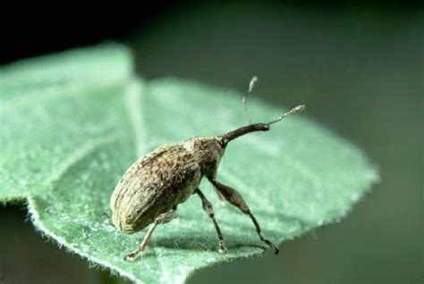 One species a day: Boll weevil