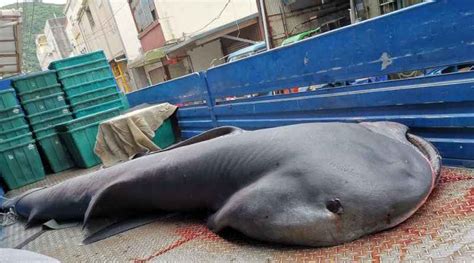 Six megamouth sharks caught in four days: conservation groups call for catch ban – Taiwan ...