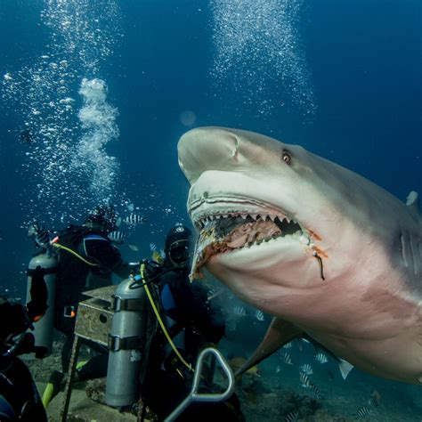 Bull Shark Diving Fiji - SharkDiver