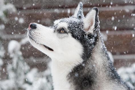 Siberian Husky puppy in Snow 1388762 Stock Photo at Vecteezy