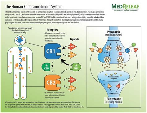 The human endocannabinoid system. | Download Scientific Diagram