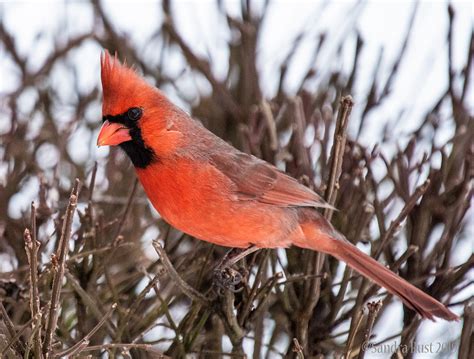 The Cardinal: IL State Bird on Behance