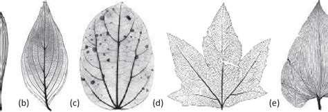 Leaf Venation – Recognise Plants