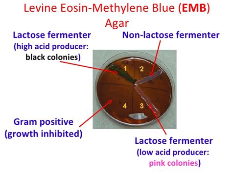 Microamaze: Eosin Methylene Blue Agar