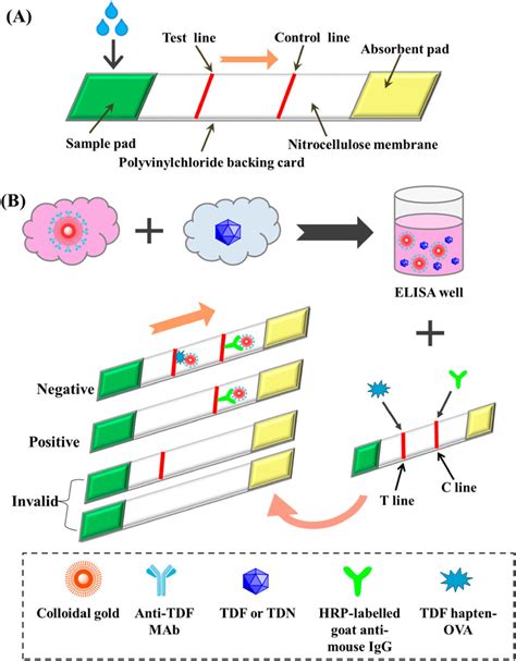 (A) The composition of colloidal gold test strip; (B) Principle of the ...