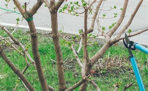 How And When To Prune Viburnum | Horticulture.co.uk