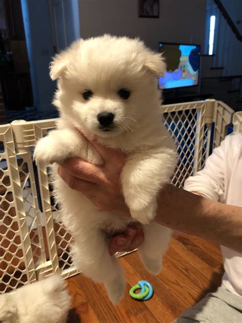 American Eskimo Dog Puppies For Sale | Binghamton, NY #320404