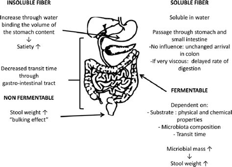 Overview of possible effects of different fibers on gastrointestinal ...