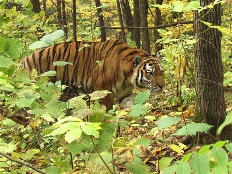 Amur tiger conservation, Russia | Whitley Award