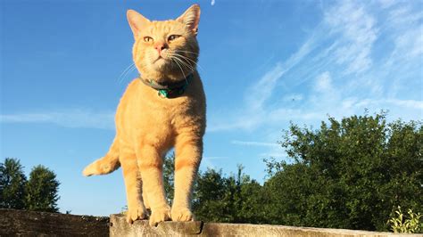 Lollypop Farm seeking Working Cat adopters