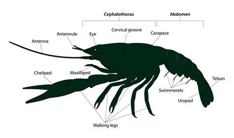 Crayfish Anatomy: Structures with Labeled Diagrams