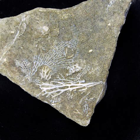 Bryozoan Fossils | Fossil Lady