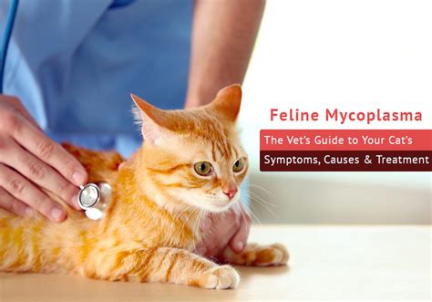 Feline Mycoplasma – The Vet’s Guide to Your Cat’s Symptoms, Causes & Treatment