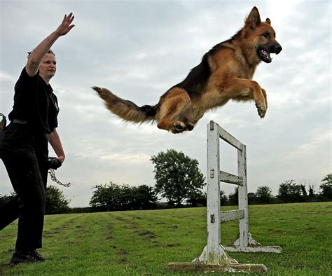 Police dog training, Miami K9 Enforcement German Shepherd Picture [ 2272 x 1891 ] : r ...