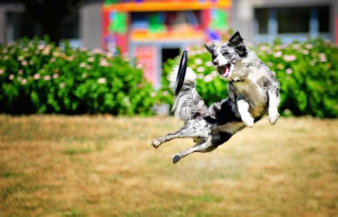 dog, Jump, Animals Wallpapers HD / Desktop and Mobile Backgrounds