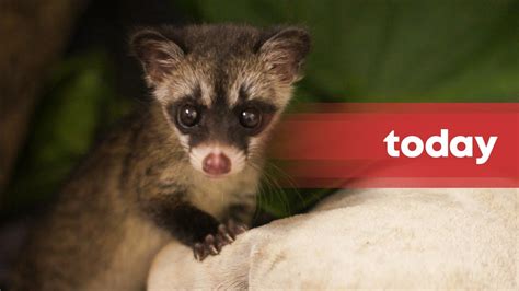 Seen more civets in your neighbourhood recently? Here’s what to do ...