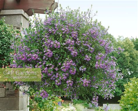 SCAEVOLA HANGING BAS... stock photo by Nova Photo Graphik, Image: 0940007