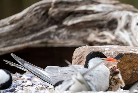 Manmade Common Tern breeding platform on Behance